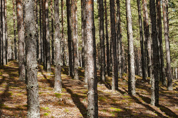 Pine tree trunks in forest closeup in early spring time