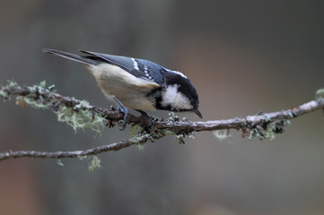 Wildlife