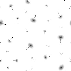 Spring black and white background with black flying dandelion seeds on a white background