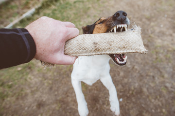 Playful dog chewing dog toy