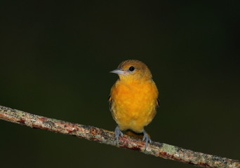 animal