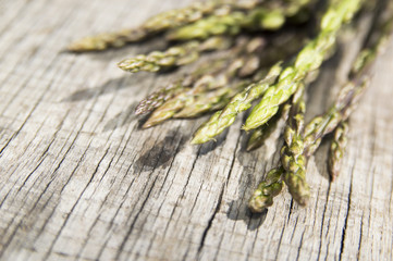 Garden asparagus (Asparagus officinalis)