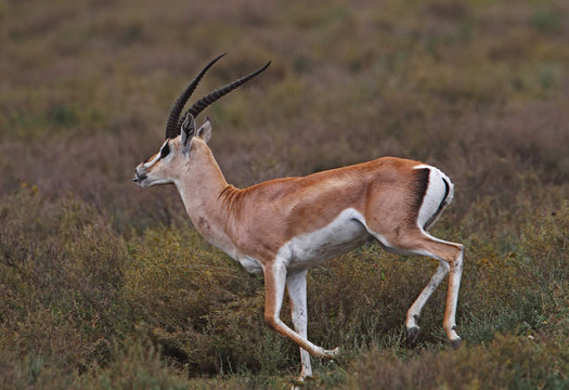 animal