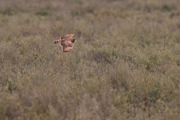 animal