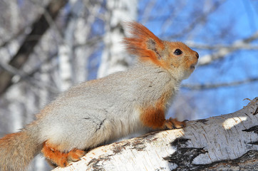 Белка на дереве.