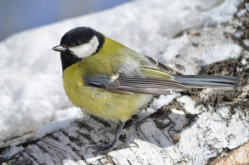 Синица на дереве.
