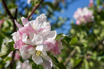 Obraz premium Branch of a blossoming Apple tree in spring garden