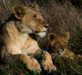 Lions of Masai Mara and Serengeti