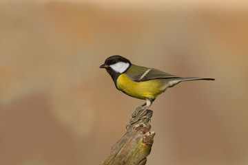 animal