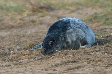 Atlantic Grey Seal Pup (Halichoerus grypus)/Atlantic Grey Seal Pup in long green dune grass