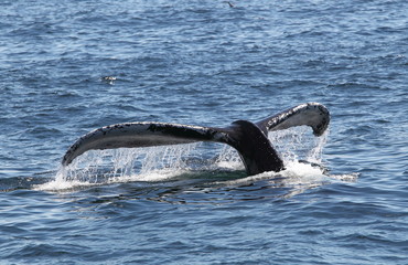 Obraz premium animal