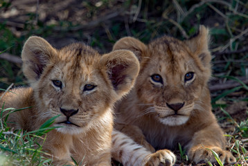 Fototapeta na wymiar Lions of Masai Mara and Serengeti