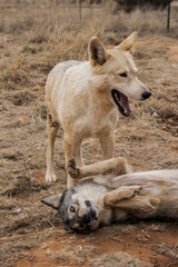 Wolfs playing