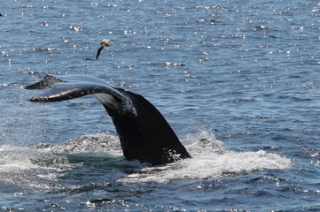 animal