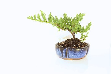 Natural Bonsai Tree in a Blue Pot Isolated on White Background