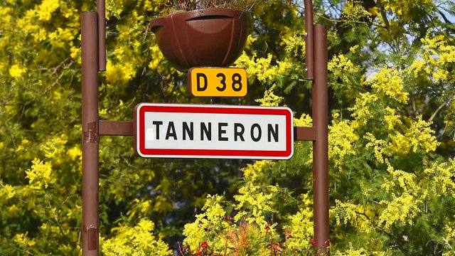 Tanneron Bilder Durchsuchen 359 Archivfotos, und