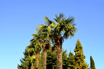 Ряд пальм в парке Айвазовского. Партенит.Россия