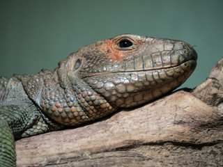 Green Iguana