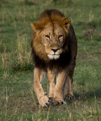 Lions of Masai Mara and Serengeti