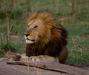 Lions of Masai Mara and Serengeti