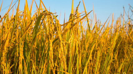 Obraz premium Rice field with blue sky