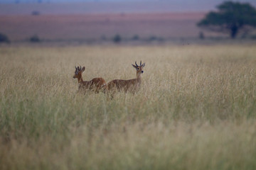 animal
