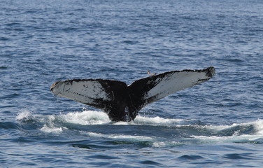 Obraz premium animal