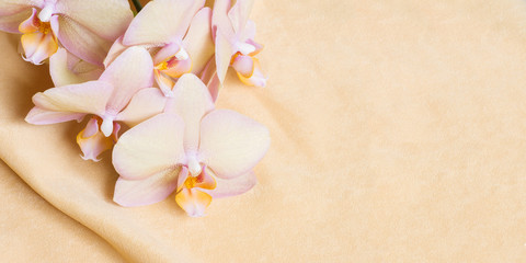 Peach orange orchid on the peach fabric, horizontal flower background with a place for text