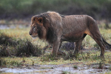 Animal