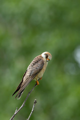 Animal