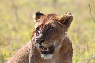 Animal