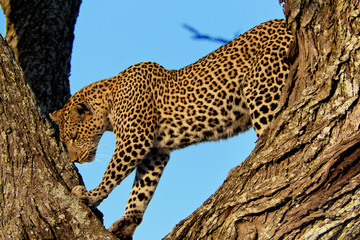 Animal