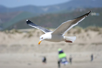 seagull