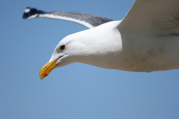 seagull close up