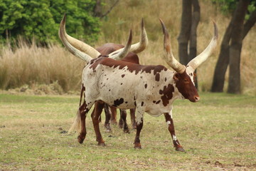 texas longhorn cattle