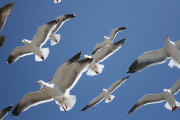 seagulls