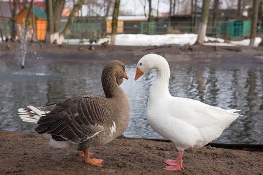 White and gray geese