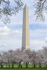 Fototapeta na wymiar Cherry Blossom Festival in Washington D.C. - Washington Monument among blossoms.