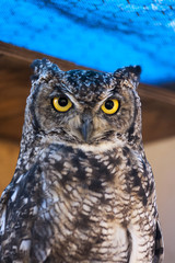Owl with stunning yellow eyes 