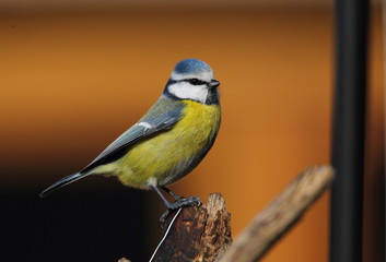 Obraz premium Zwierzę