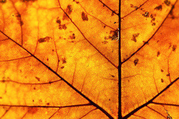 golden leaf in autumn