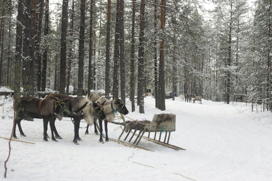 оленья упряжка