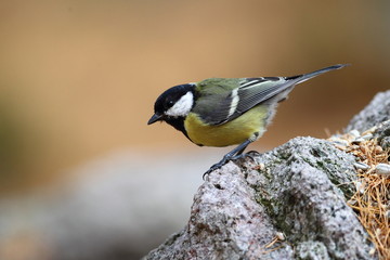 Animal