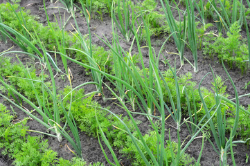 organically cultivated onion and carrot