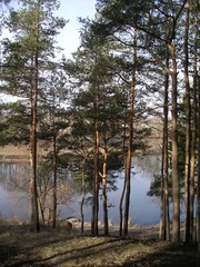 Obraz premium pine trees on the river bank