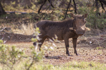 warthog