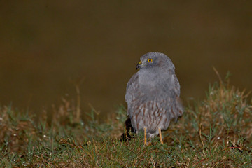 Animal