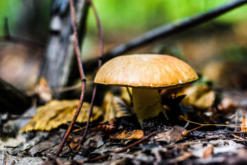 mushroom in the forest