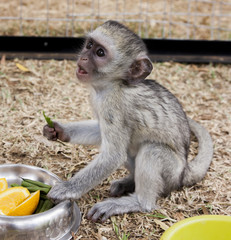 Monkey eating lunch 