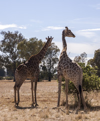 Giraffes 